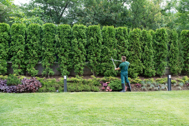 Lawn Watering Services in Lennox, SD